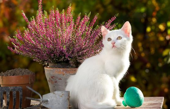 养猫家庭适合养的花