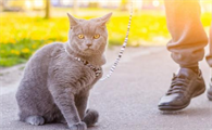 养猫可以养一帆风顺吗