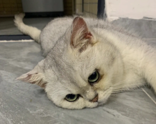 一个月母猫排不出死胎