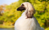 阿富汗猎犬笨吗 专家帮你解读它的智商