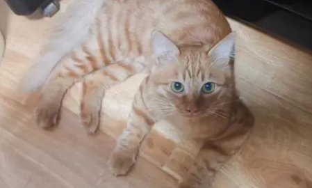 养猫必须知道的常识 养猫必须知道的常识