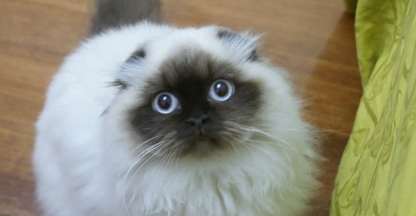 雪鞋猫和暹罗猫的区别 雪鞋猫和暹罗猫的区别