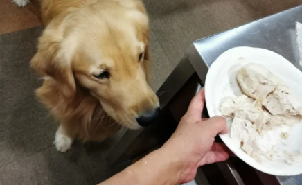 贪吃大金毛为催放饭，直接一屁股坐在奶奶脚上：可以开饭了吗？