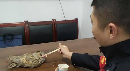 “呆萌”猫头鹰“迷路”,民警暖心救助! “呆萌”猫头鹰“迷路”,民警暖心救助!