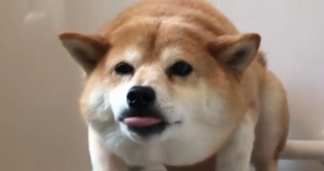 网友教柴犬学游泳,却因方式独特而走红,萌化主人的心 网友教柴犬学游泳,却因方式独特而走红,萌化主人的心