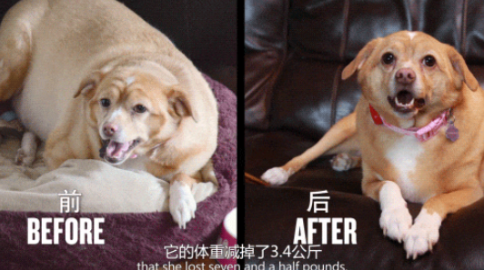 吓死人!狗头猪身还长羊毛,这是啥变异物种!过去一看笑到捶地.... 吓死人!狗头猪身还长羊毛,这是啥变异物种!过去一看笑到捶地....