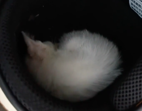 流浪猫跑进头盔里睡觉,女子为不打扰它,连续一周都没骑电动车 流浪猫跑进头盔里睡觉,女子为不打扰它,连续一周都没骑电动车