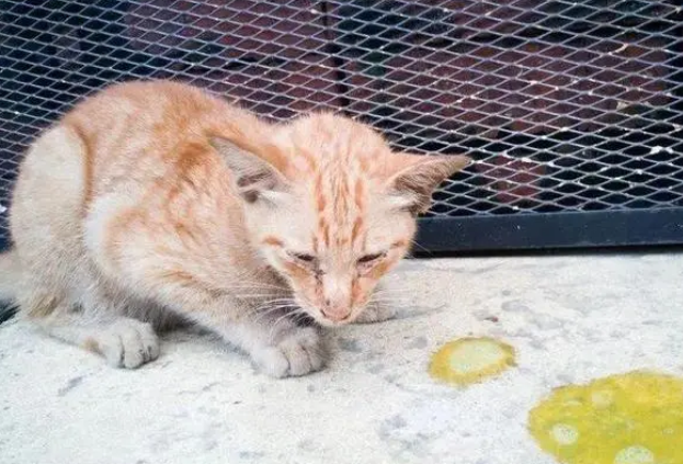 小猫呕吐是为什么