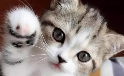 养猫可以养桃花吗 养猫可以养桃花吗