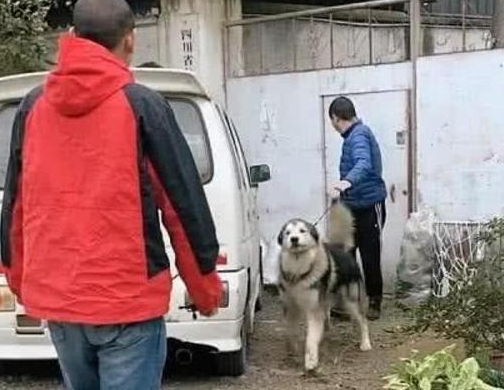 哈士奇离家1个月后被找回,再见到主人二哈的表现令人动容 哈士奇离家1个月后被找回,再见到主人二哈的表现令人动容