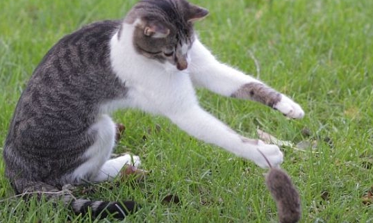 训练猫捉老鼠的三大方法 训练猫捉老鼠的三大方法