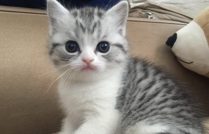 美短猫优缺点 美短猫优缺点