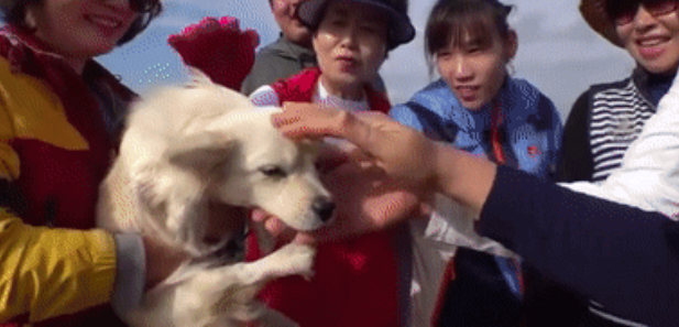 狗狗主动给游客当免费导游，但最后却发现，它竟是个“托”！