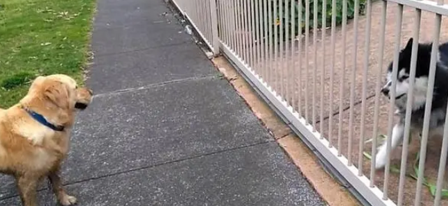 二哈想跟金毛交朋友,却被拒绝,网友:金毛太机智了 二哈想跟金毛交朋友,却被拒绝,网友:金毛太机智了