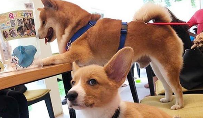 柯基和柴犬哪个好养