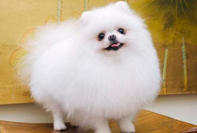 别再亲吻宠物了！科学家：亲密接触或传播超级病毒