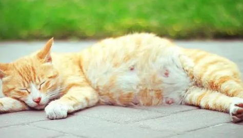小猫怀孕几个月下崽