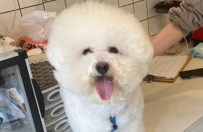 比熊能吃香蕉吗