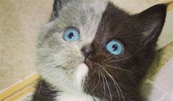 阴阳猫的寓意和象征