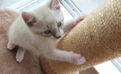 养猫也可以养的植物