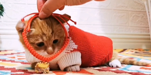 我被一只小流浪猫拆家了,它还带着我家猫一起拆...... 我被一只小流浪猫拆家了,它还带着我家猫一起拆......