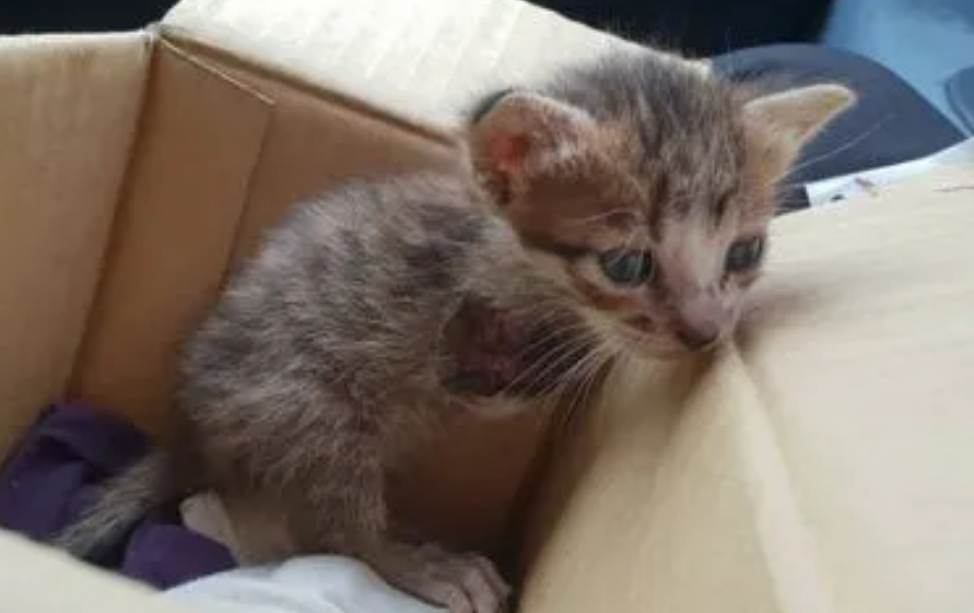 小猫多大可以打疫苗