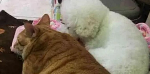 担心比熊孤单,买了一只小奶猫回来,一年之后的画面差点惊到主人 担心比熊孤单,买了一只小奶猫回来,一年之后的画面差点惊到主人