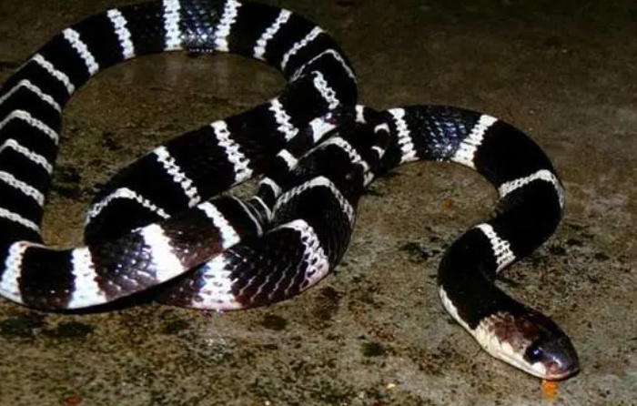 黑白纹的蛇是什么蛇