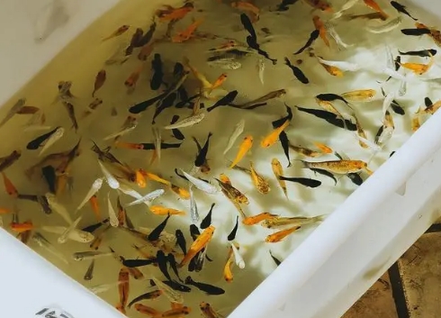 小鱼几天喂一次鱼食 小鱼几天喂一次鱼食
