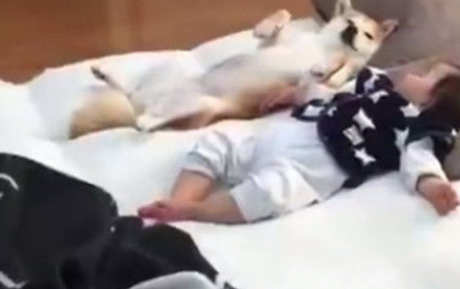 狗狗和孩子睡一起，做妈妈的不害怕，却还在笑