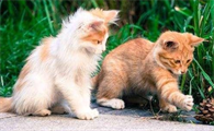 小猫太调皮该怎么管教