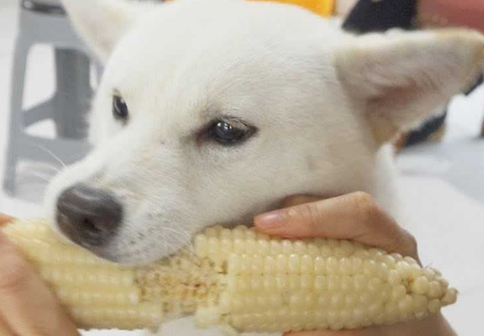 小狗可以吃玉米吗