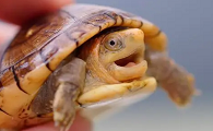 白唇蛋龟为什么比红面蛋龟贵