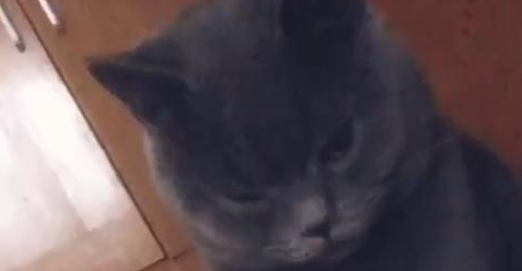 猫咪用亲亲的方式叫醒女主，还瞅了男主一眼：和我争宠，你还嫩呢
