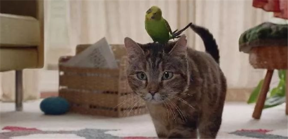 家里飞进鸟被猫咬死征兆 家里飞进鸟被猫咬死征兆