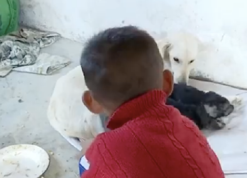男孩在野外走丢,被找到时狗狗正在他身边守护着,忠诚的田园犬 男孩在野外走丢,被找到时狗狗正在他身边守护着,忠诚的田园犬