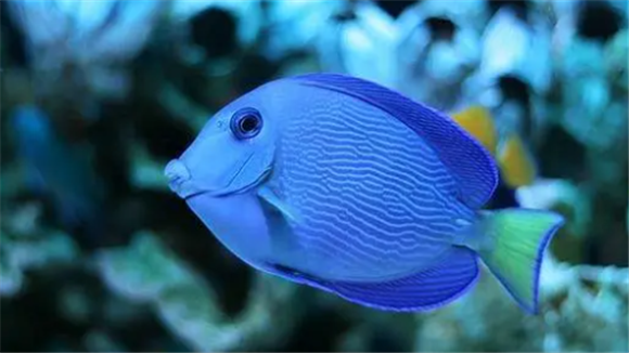 紫蓝吊海水鱼好养吗