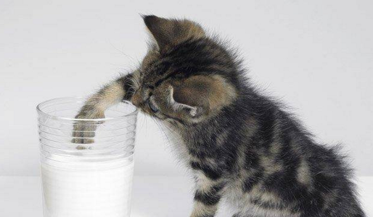小猫可以喝纯牛奶吗