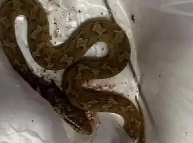 被蛇咬了的图片