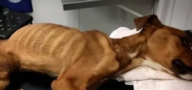 腊肠犬饿晕在路边,瘦到只有13斤,救助后才明白为何被丢弃 腊肠犬饿晕在路边,瘦到只有13斤,救助后才明白为何被丢弃