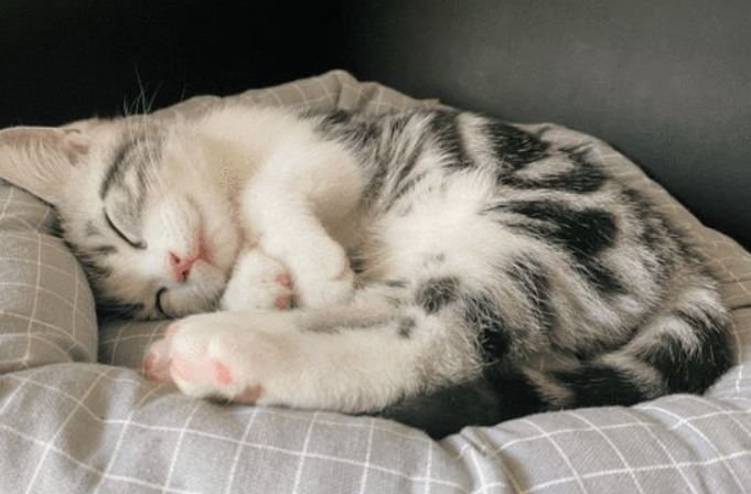 养猫要准备哪些东西 养猫要准备哪些东西