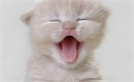 小猫什么时候睁眼