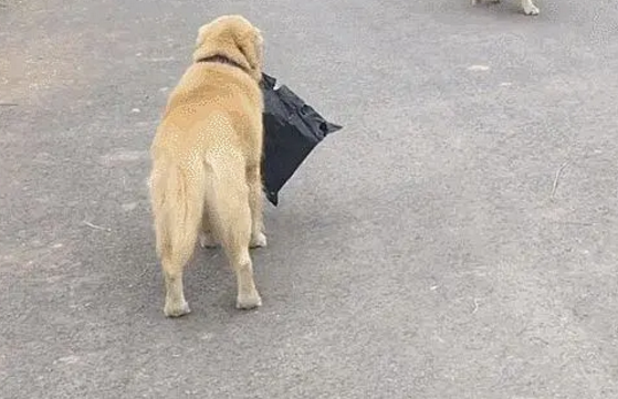 一个狗跟了我一个多小时