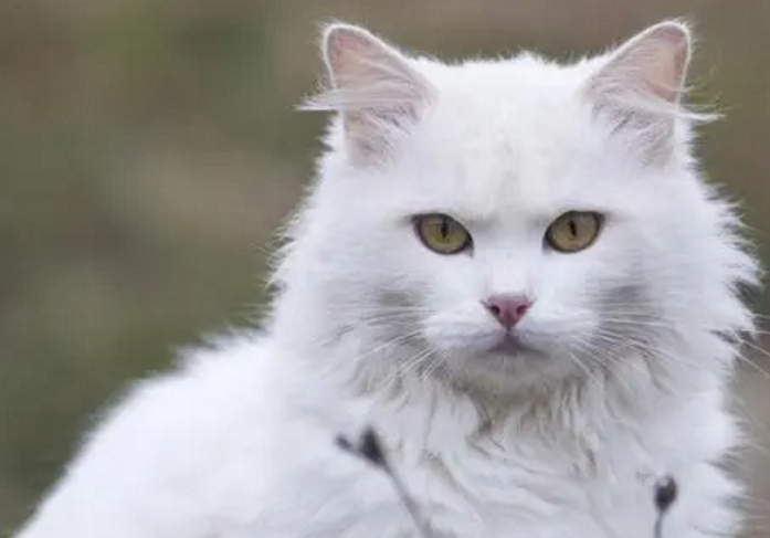 眼睛橙色的猫是什么品种 眼睛橙色的猫是什么品种