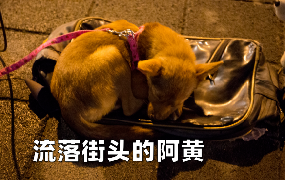 断了双脚的狗狗也能跑酷？！狗：爱能治愈万物！