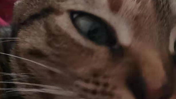 这只流浪猫以为自己是一条狗,它成精了吧? 这只流浪猫以为自己是一条狗,它成精了吧?