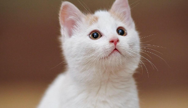 小猫咪的设定就是永远爱主人 小猫咪的设定就是永远爱主人