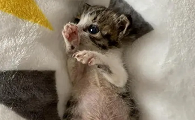 小猫生产后多久有奶水