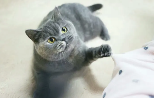 蓝乳英短猫有公的吗 蓝乳英短猫有公的吗