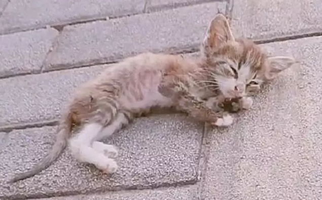 小猫身上凉很虚弱什么症状